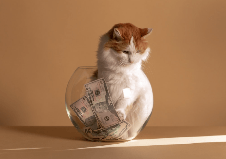 image of a cat in a tip jar